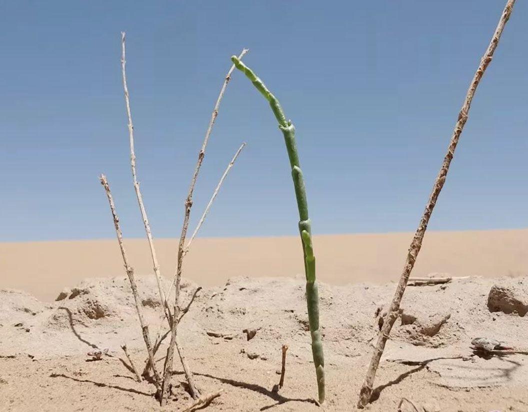 纪录片 | 小金团队暴走沙漠，为你种下一片绿色